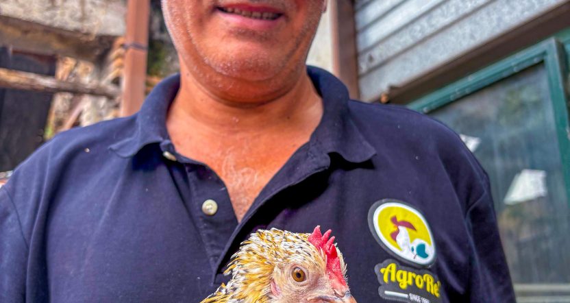 gallina sabelpoot millefiori