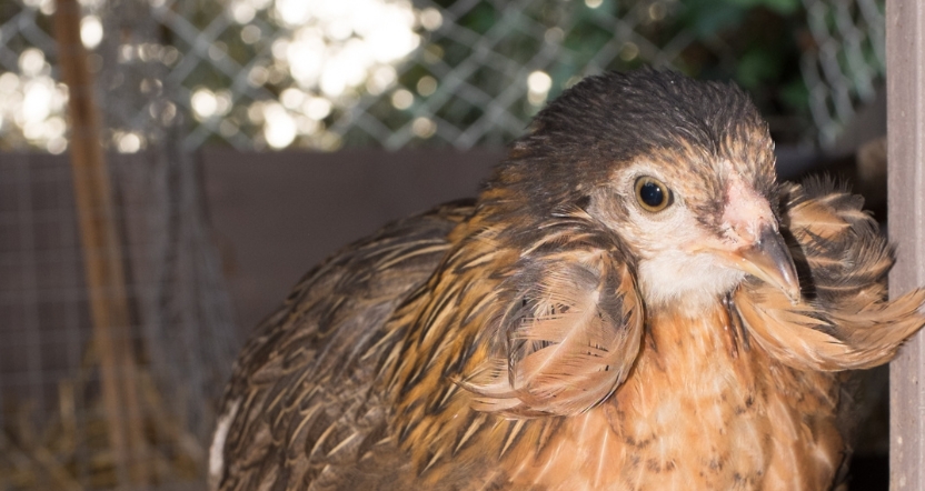gallina araucana in vendita a roma