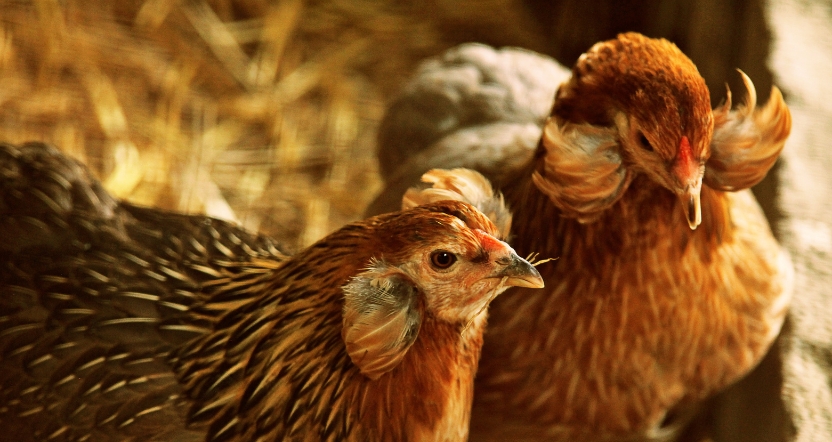 primo piano della gallina dalle uova blu