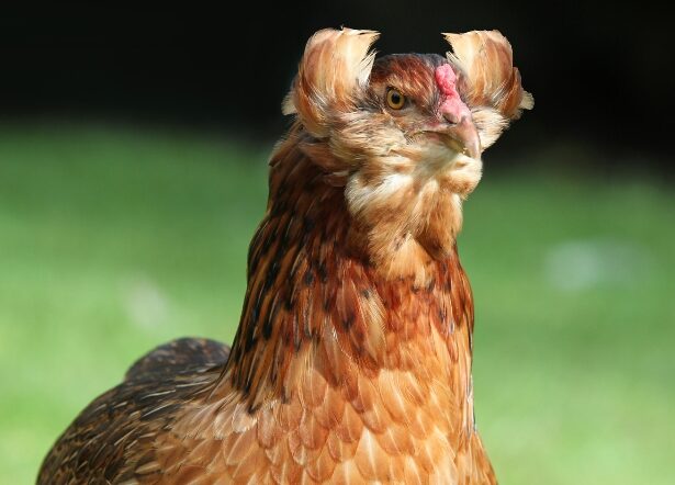 gallina araucana dalle uova blu