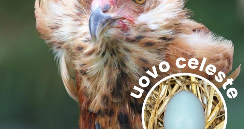 gallina auracana