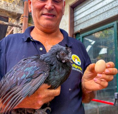Gallina Ayam Cemani