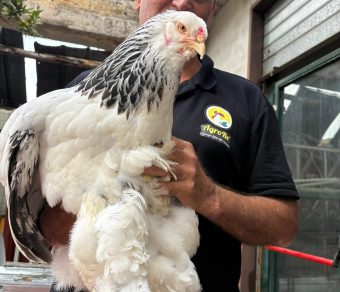 Gallina Brahma