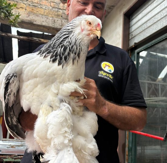 Gallina Brahma