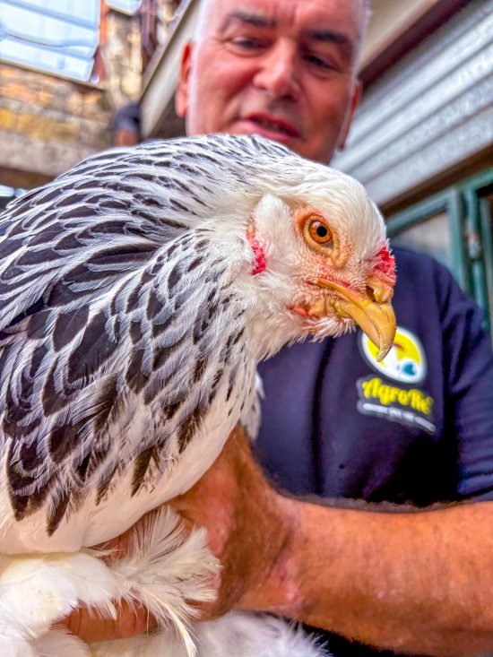 primo piano gallina brahma