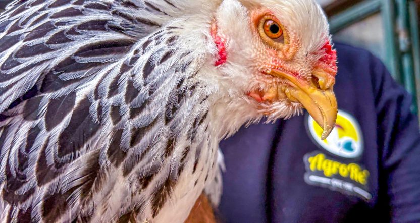 primo piano gallina brahma