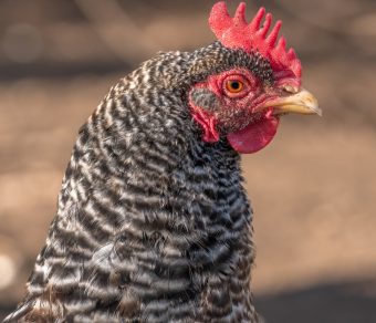 Gallina Ovaiola Cenerina