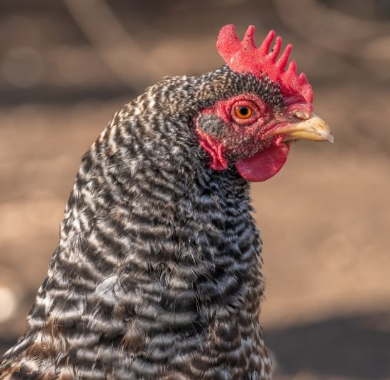Gallina Ovaiola Cenerina