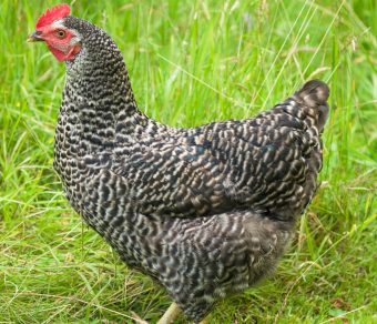 Gallina Ovaiola Cenerina
