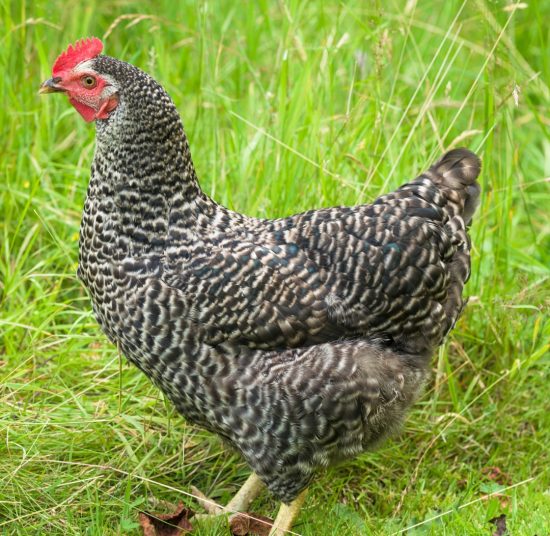 Gallina Ovaiola Cenerina