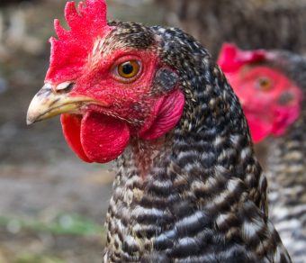 Gallina Ovaiola Cenerina