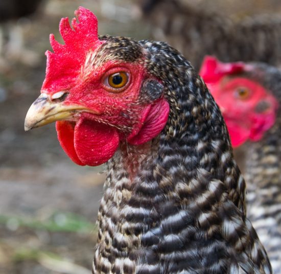 Gallina Ovaiola Cenerina