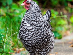 Gallina Ovaiola Cenerina