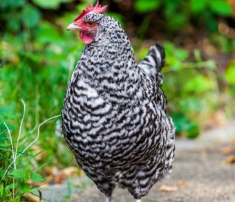 Gallina Ovaiola Cenerina