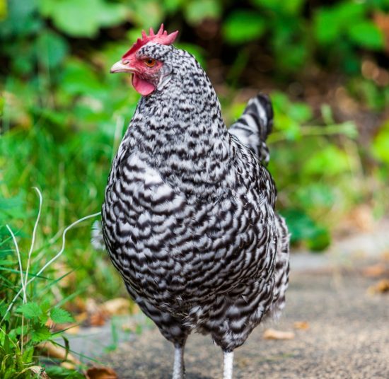Gallina Ovaiola Cenerina