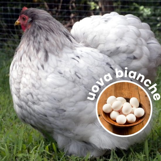 gallina cocinina nana