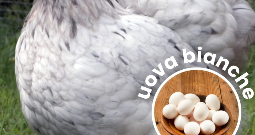 gallina cocinina nana