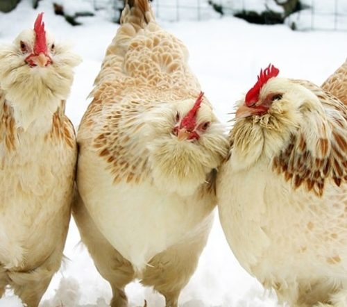 gallina faverolles