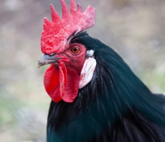 Gallina Lakenfelder