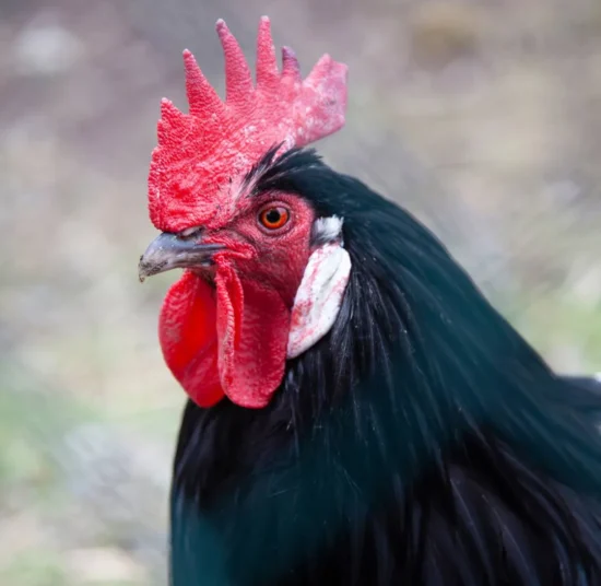 Gallina Lakenfelder