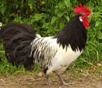 Gallina Lakenfelder