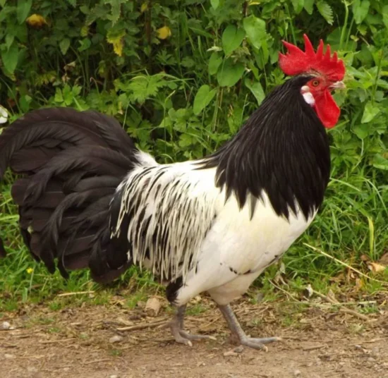 Gallina Lakenfelder