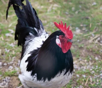 Gallina Lakenfelder