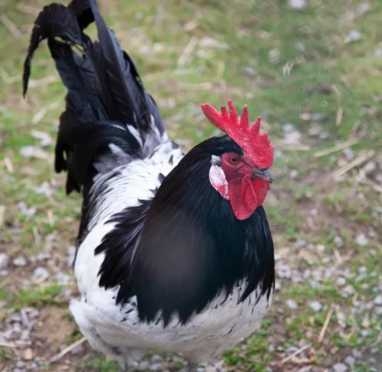 Gallina Lakenfelder