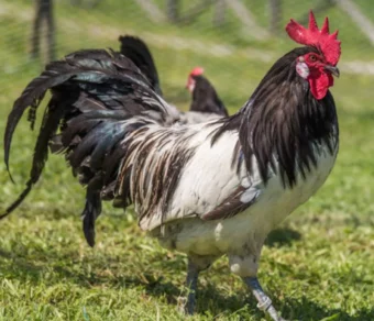 Gallina Lakenfelder