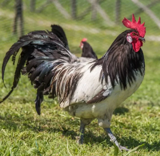 Gallina Lakenfelder