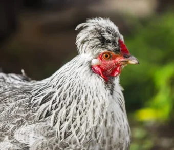 Gallina Legbar