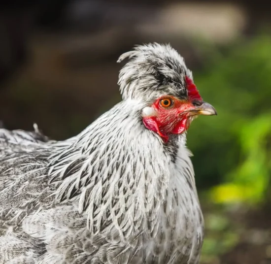 Gallina Legbar