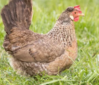 Gallina Legbar