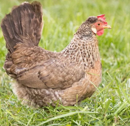 Gallina Legbar