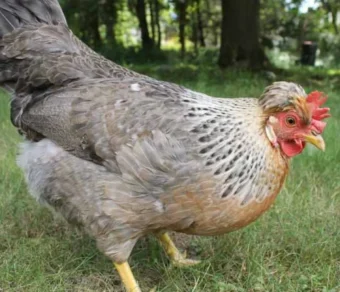 Gallina Legbar