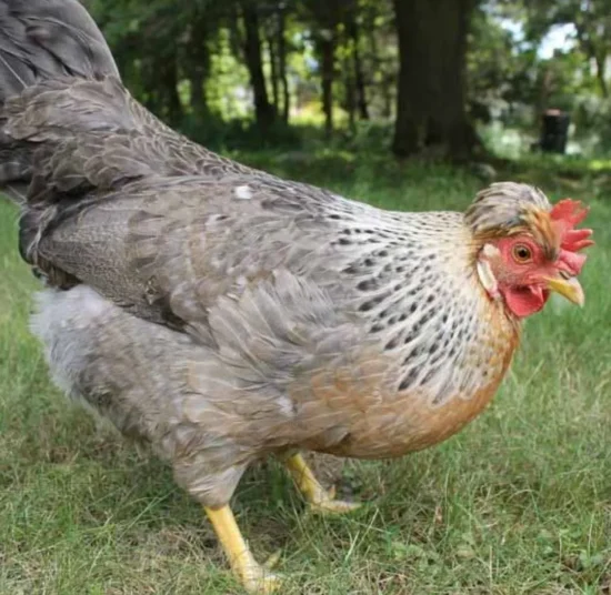 Gallina Legbar