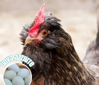 Gallina Legbar