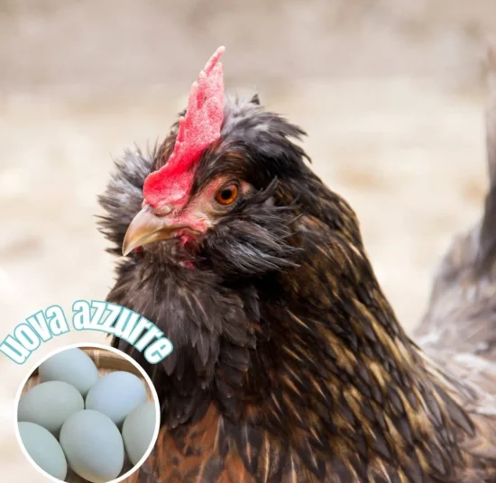 Gallina Legbar