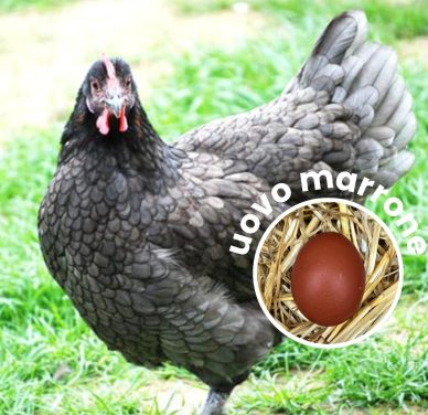 Gallina Marans