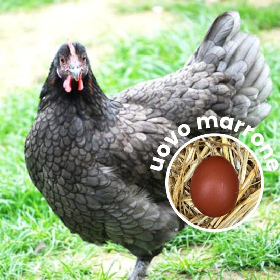 gallina marans