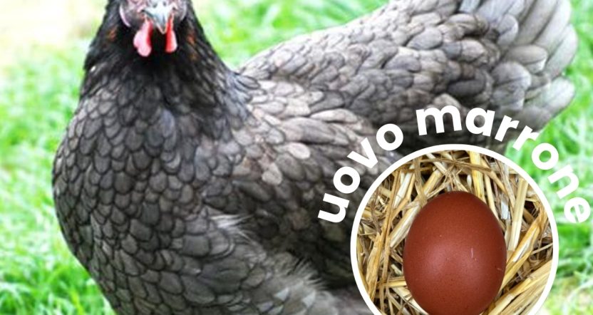 gallina marans