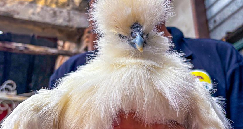 gallina moroseta