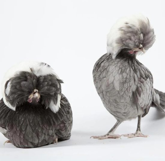 Gallina Olandese Ciuffata