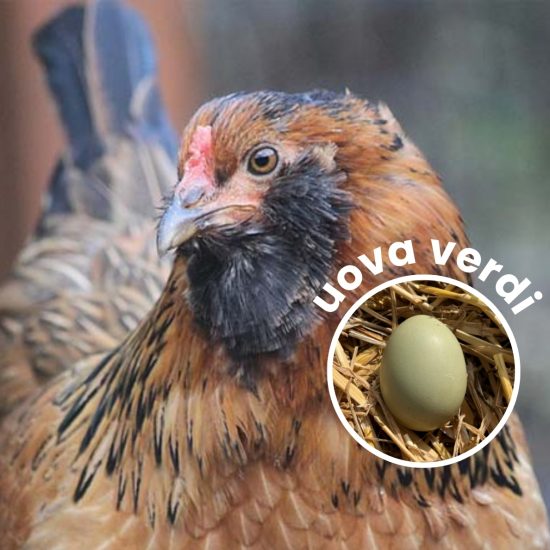 gallina olive egger uova verdi