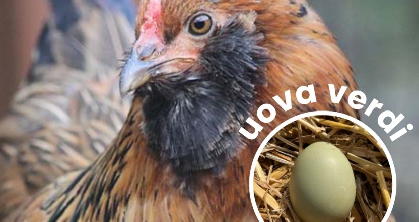 gallina olive egger uova verdi