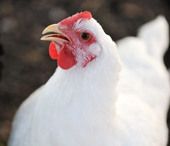 Gallina Ovaiola Bianca Livornese