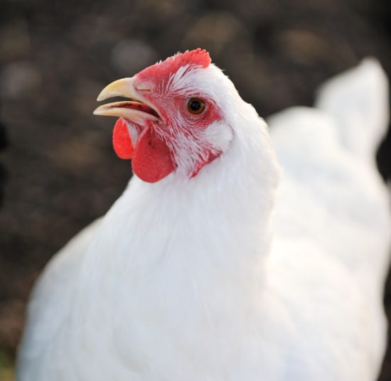 Gallina Ovaiola Bianca Livornese