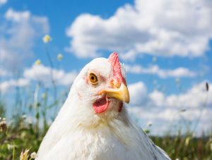 Gallina Ovaiola Bianca Livornese