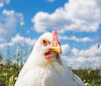 Gallina Ovaiola Bianca Livornese