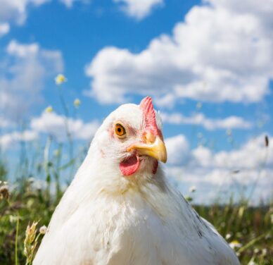 Gallina Ovaiola Bianca Livornese